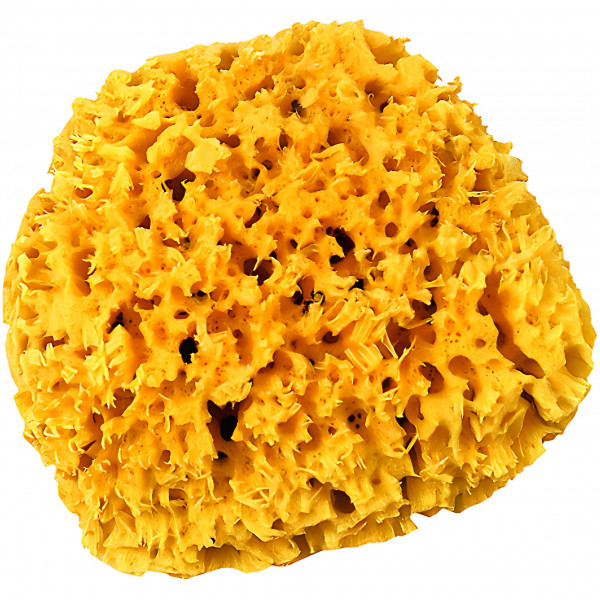 Naturschwamm 1468